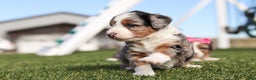 Mini Bernedoodle dogs for sale: Candy - Ad 8