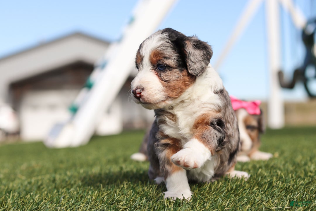 Mini Bernedoodle dogs for sale: Candy - Ad 8