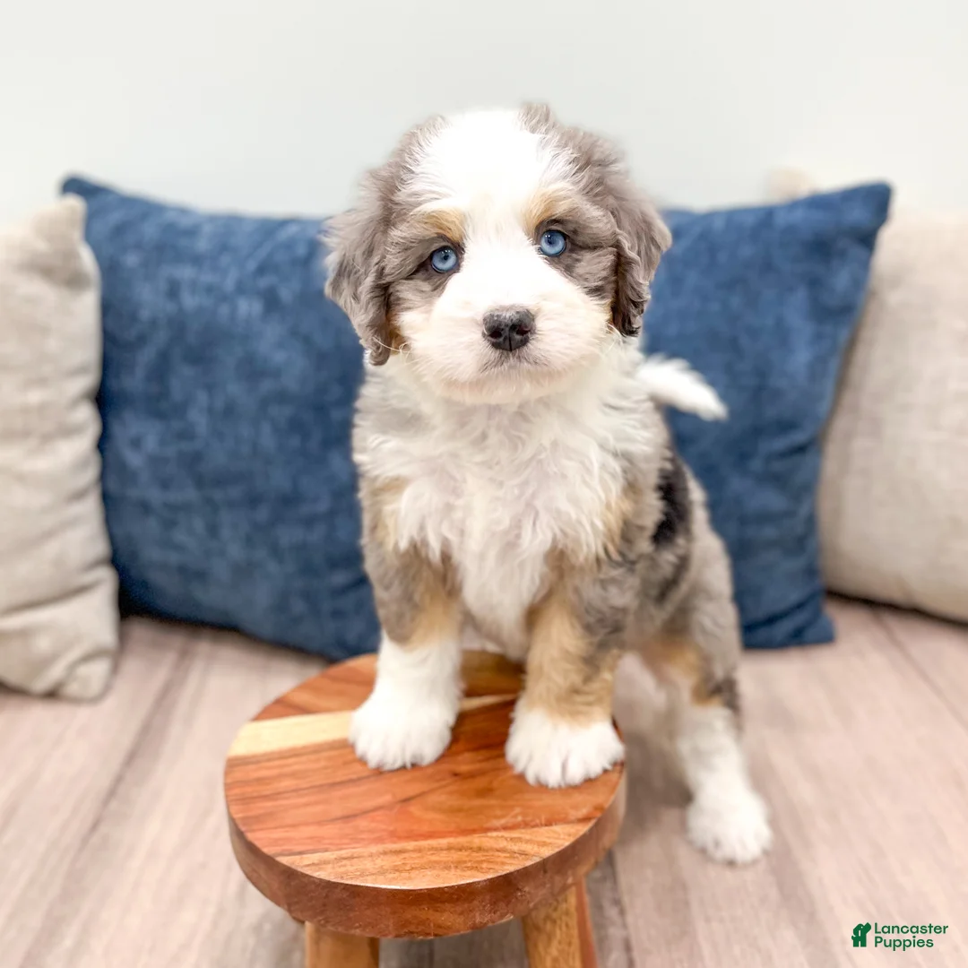Mini Bernedoodle dogs for sale: Betsy - Ad 2