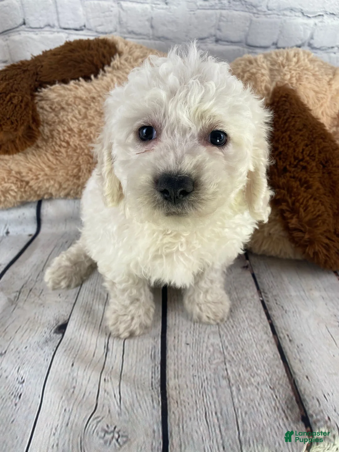 Bichon Frise dogs for sale: Cash - Ad 3