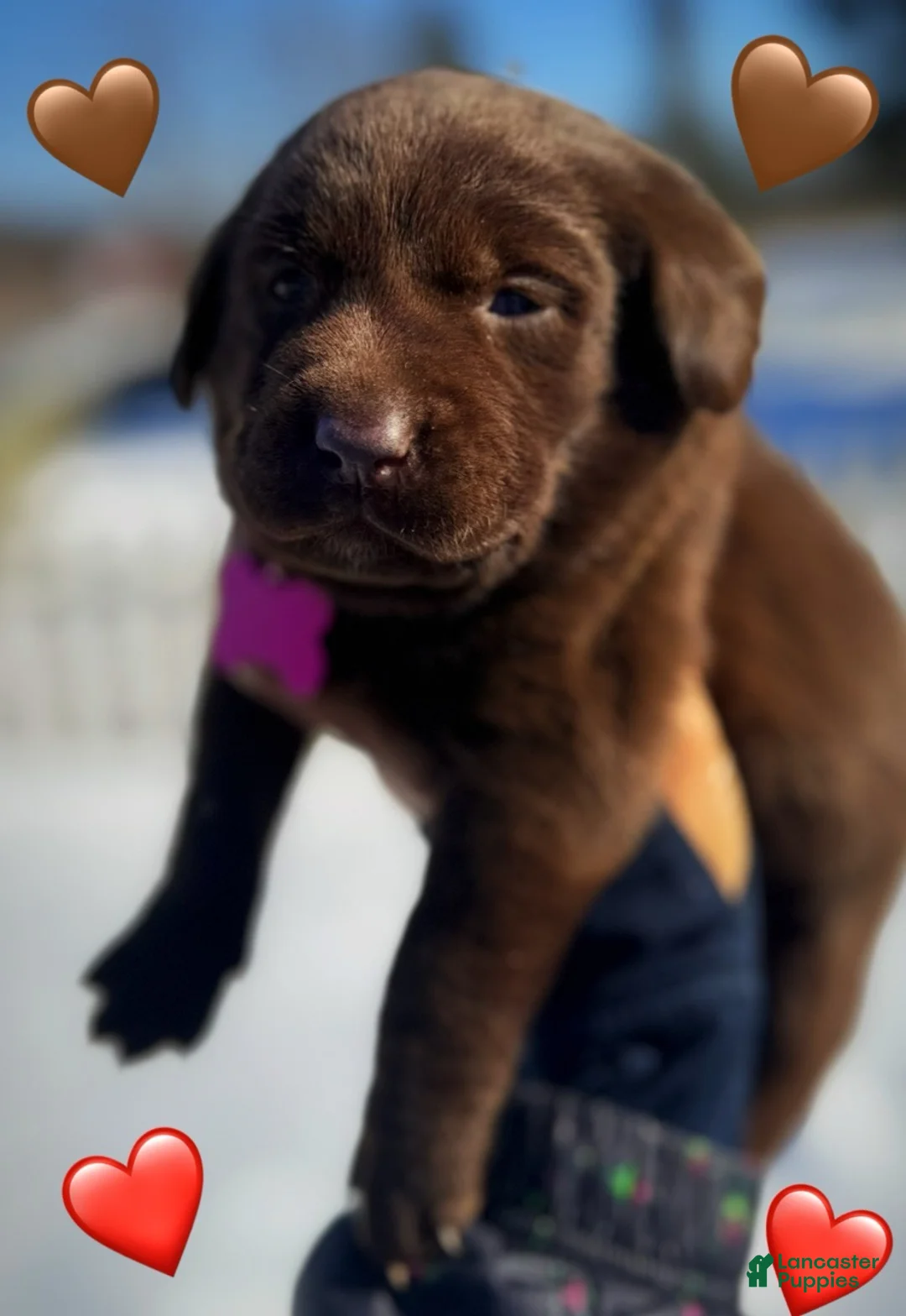 Labrador Retriever dogs for sale: georgann  - Ad 16