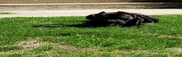Cane Corso dogs for sale: Cane Corso 1 - Ad 2