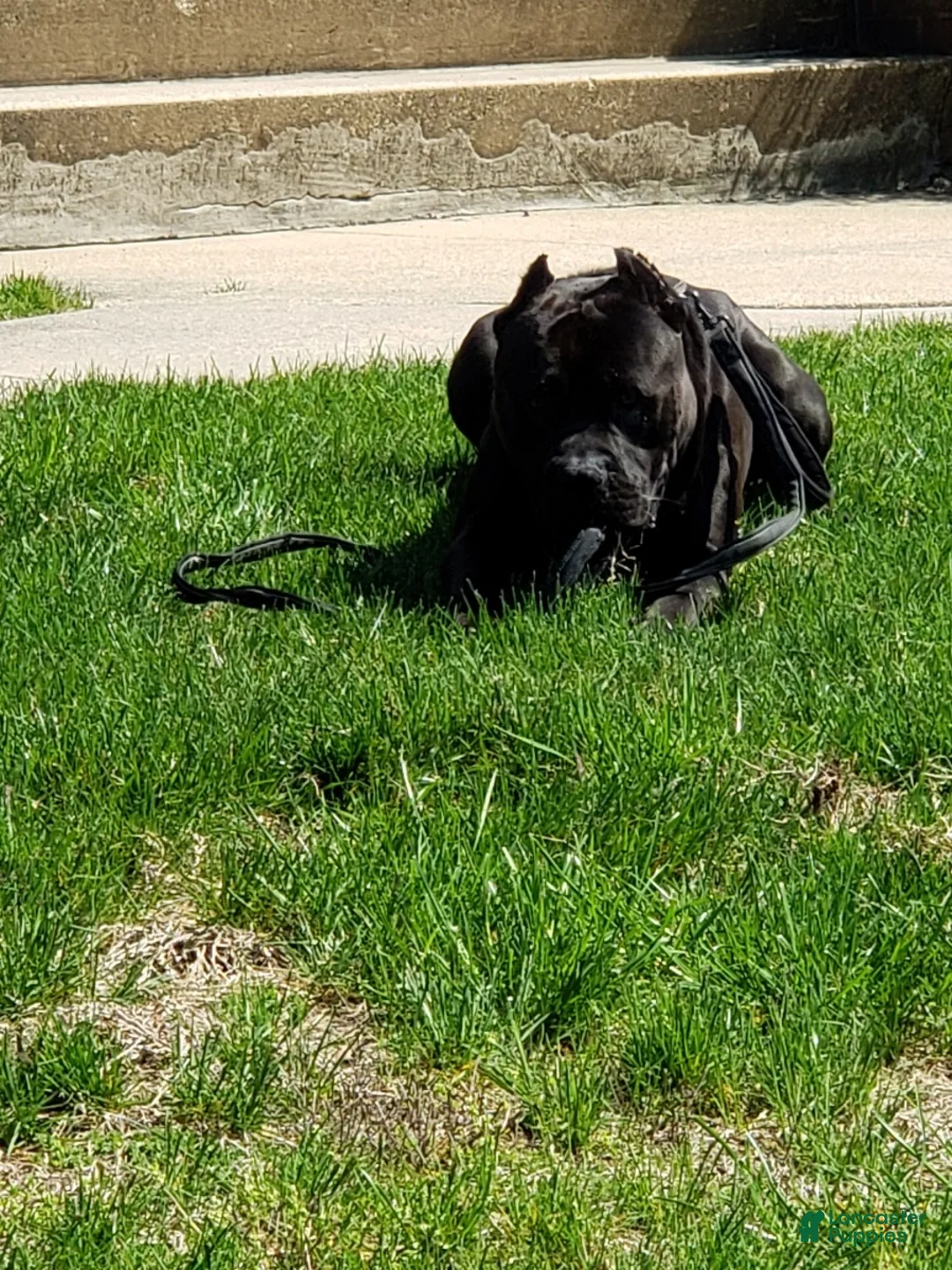 Cane Corso dogs for sale: Cane Corso 1 - Ad 2