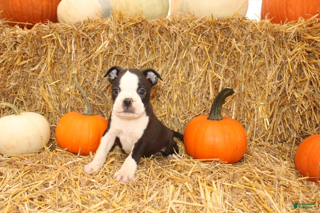 Boston Terrier dogs for sale: Jakey - Ad 2