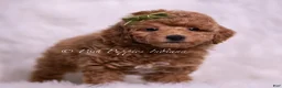 Toy Poodle dogs for sale: Biscotti - Ad 3