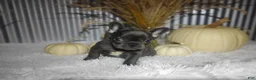 French Bulldog dogs for sale: Sasha - Ad 3