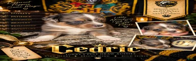 Toy Australian Shepherd CEDRIC