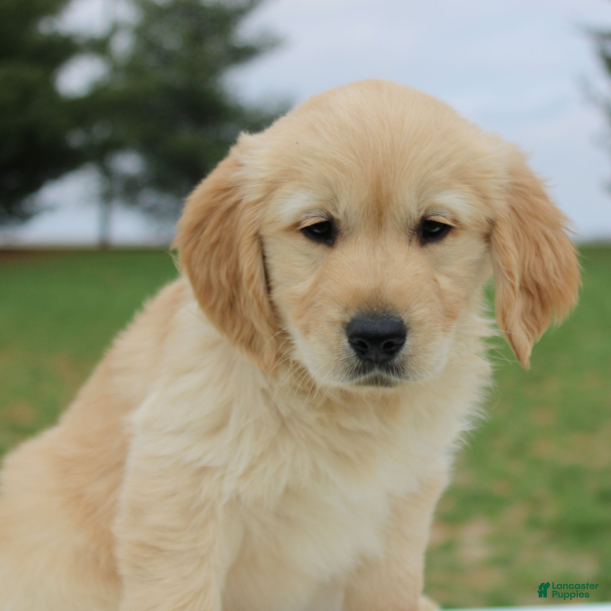 Golden Retriever dogs TRAINED Ben the Golden Retriever Puppy  - Ad 2