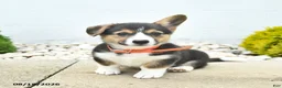 Welsh Corgi Pembroke dogs for sale: Blossom  - Ad 3
