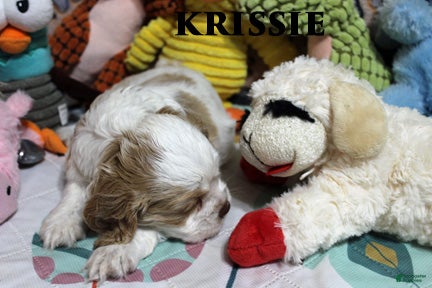 Cocker Spaniel dogs Krissie - Ad 2