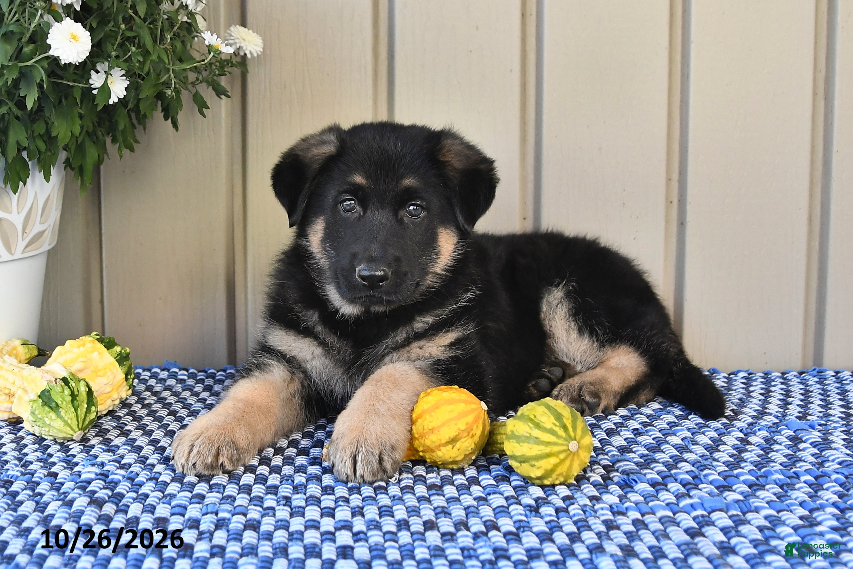 German Shepherd dogs for sale: Megan - Ad 2