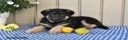 German Shepherd dogs for sale: Megan - Ad 2