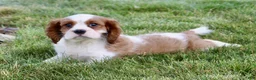 Cavalier King Charles Spaniel dogs for sale: Ryder - Ad 6