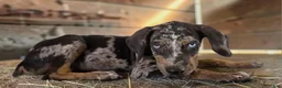 Catahoula Leopard Dog dogs for sale: Tigger 2026 Male 1 - Ad 7