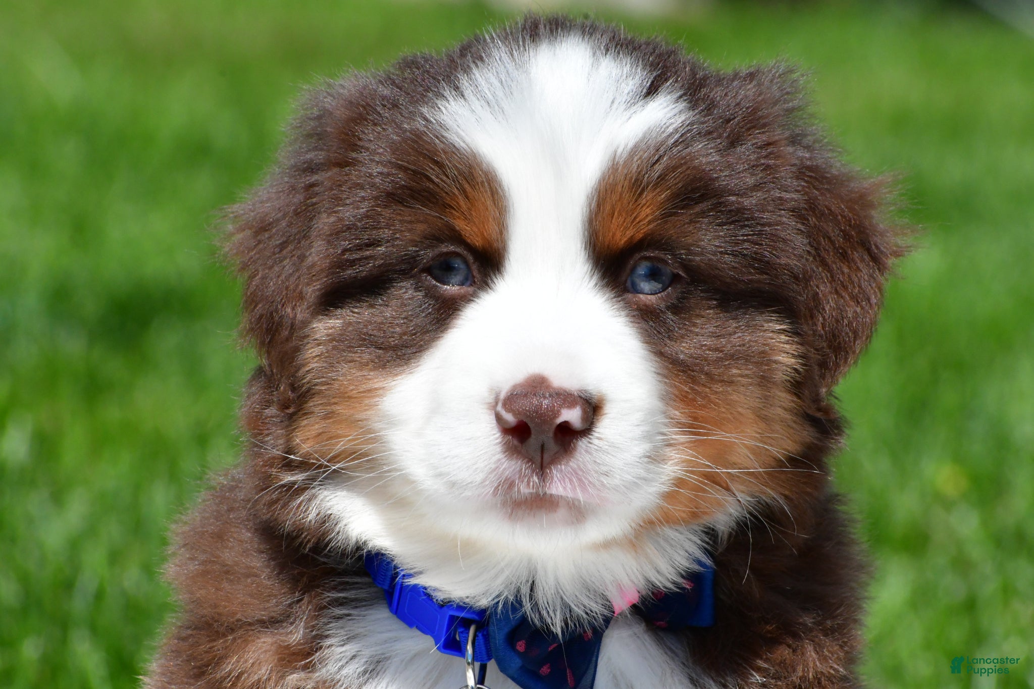 Miniature Australian Shepherd dogs for sale: Champ - Ad 1