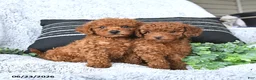 Toy Poodle dogs for sale: Jax - Ad 5