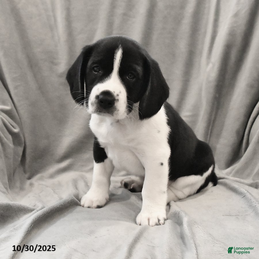 Mixed Breed dogs Max - Ad 3