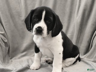 Mixed Breed dogs Max - Ad 9