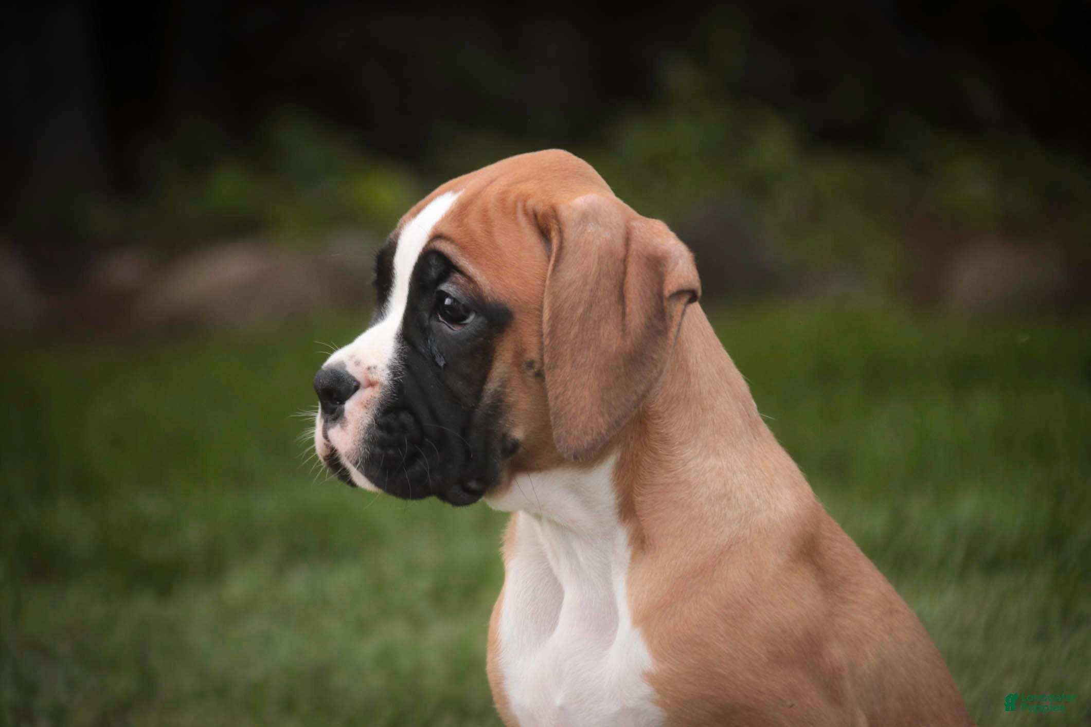 Boxer dogs Arie - Ad 1