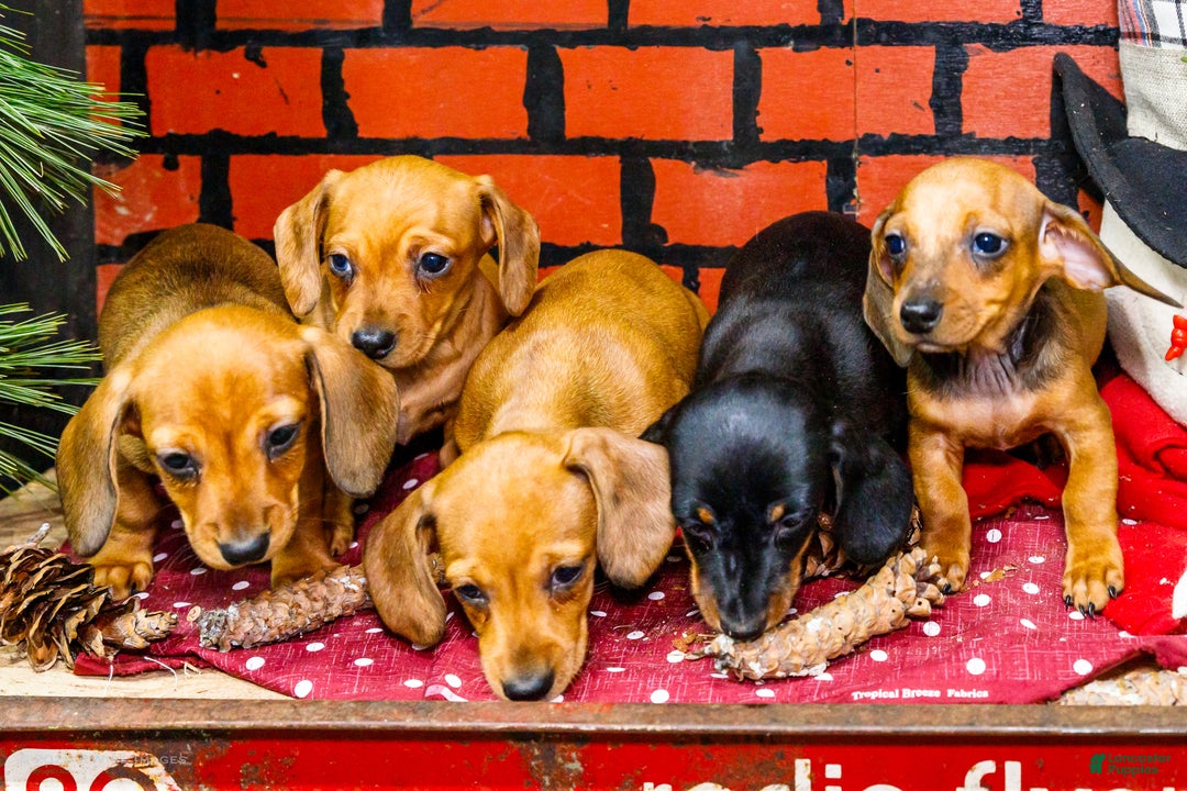 Miniature Dachshund dogs for sale: Willow - Ad 12