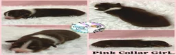 Australian Shepherd dogs for sale: Moth - Ad 6