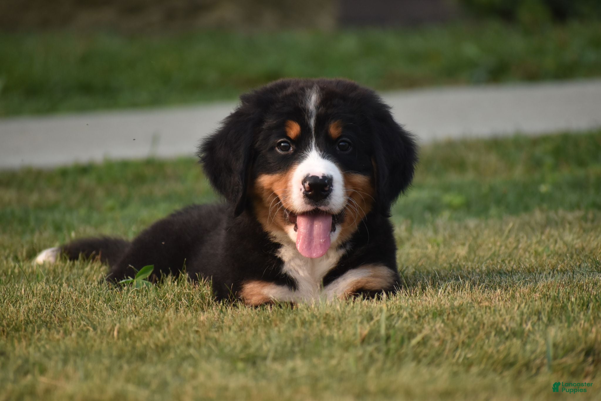 Bernese Mountain Dog dogs Maverick - Ad 1