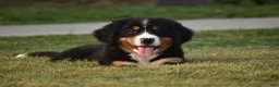 Bernese Mountain Dog dogs for sale: Maverick - Ad 1