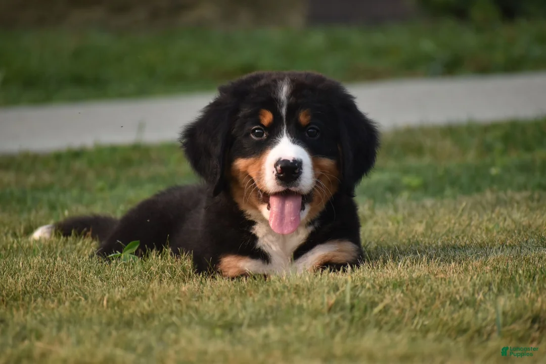 Bernese Mountain Dog dogs for sale: Maverick - Ad 1