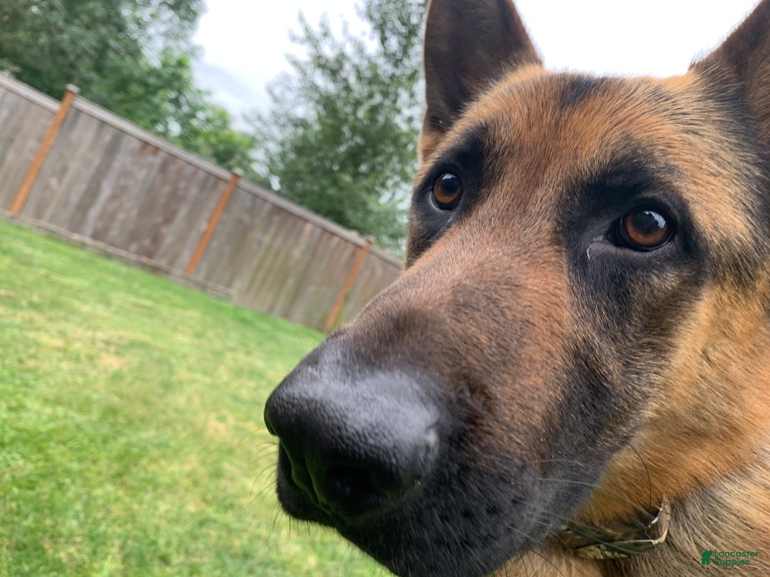 German Shepherd dogs for sale: German Shepherd Puppy 1 - Ad 6