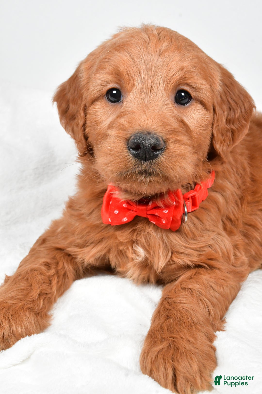 Mini Goldendoodle dogs for sale: Bryson - Ad 6