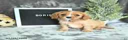 Cavalier King Charles Spaniel dogs for sale: Boris - Ad 5