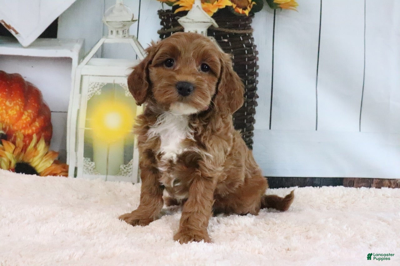 Mini Goldendoodle dogs Fluffy - Ad 1
