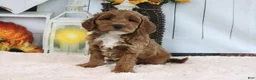 Mini Goldendoodle dogs for sale: Fluffy - Ad 1
