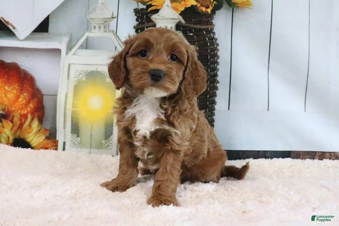 Mini Goldendoodle dogs for sale: Fluffy - Ad 1