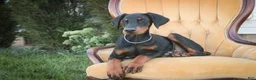 Doberman Pinscher dogs for sale: Malcolm - Ad 7