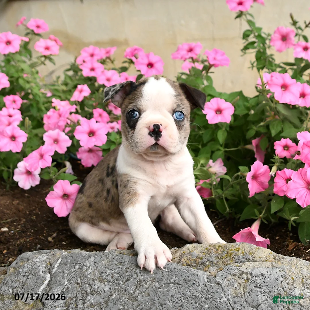 Boston Terrier dogs for sale: Bagel - Ad 3