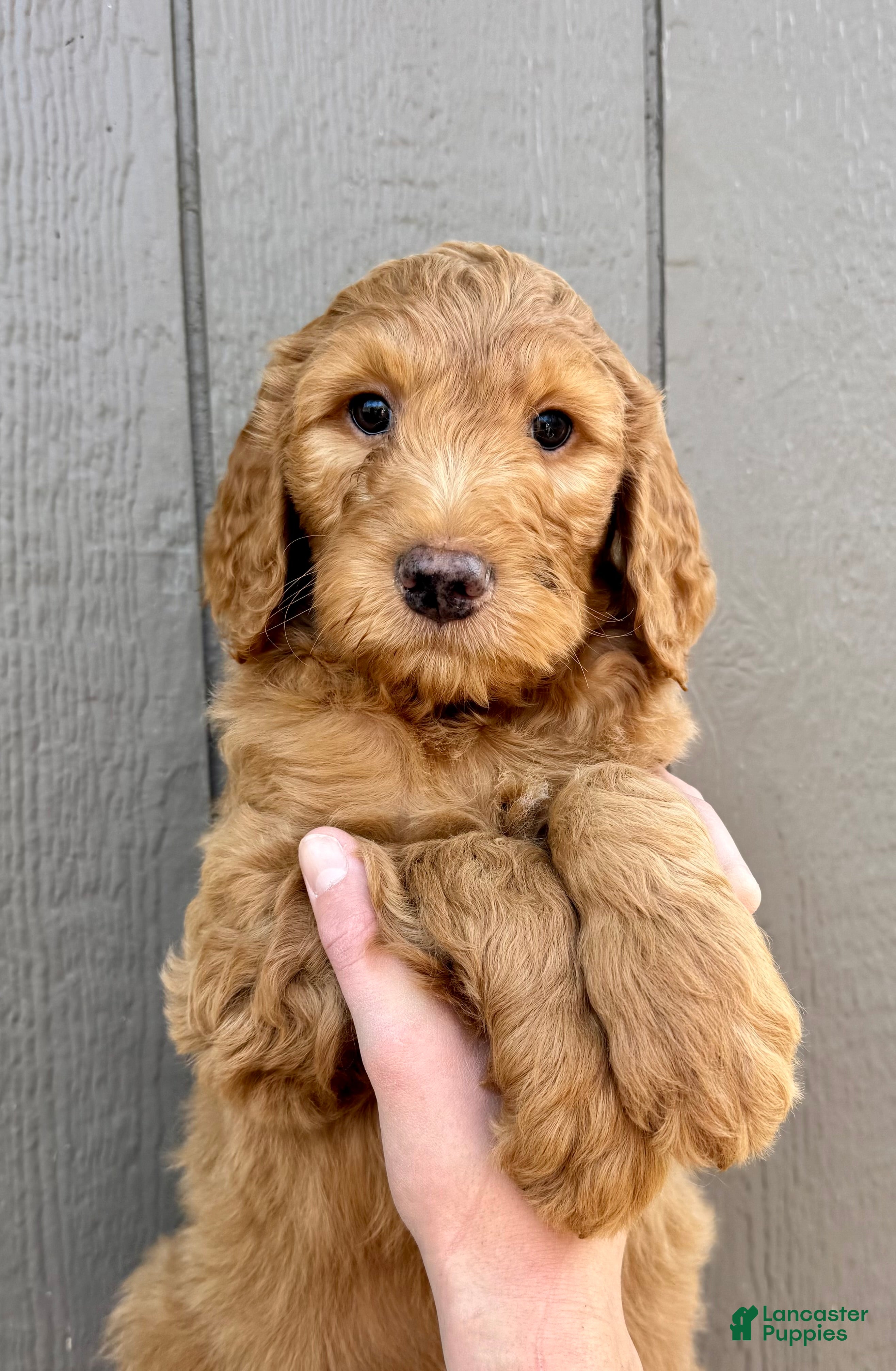 Goldendoodle dogs Linus  - Ad 30