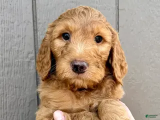 Goldendoodle dogs Linus - Ad 30