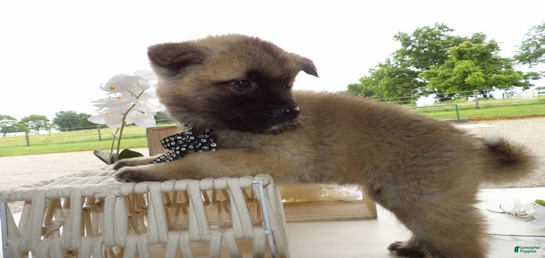 Gallery Image {{count}}