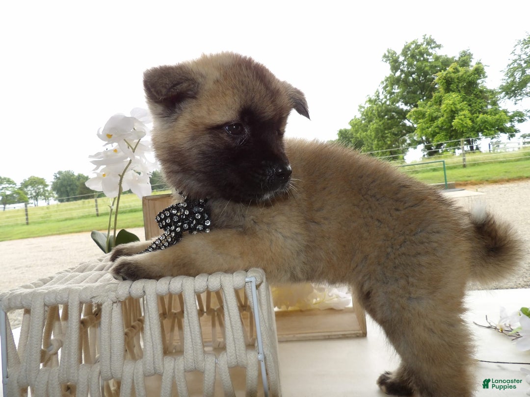 Gallery Image {{count}}