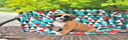Boxer dogs for sale: Clifford - Ad 4