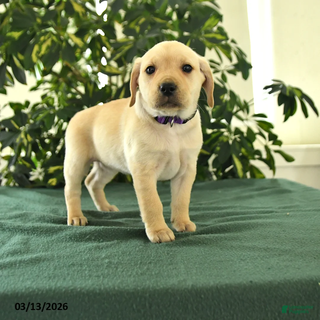 Mixed Breed dogs for sale: Misty - Ad 1