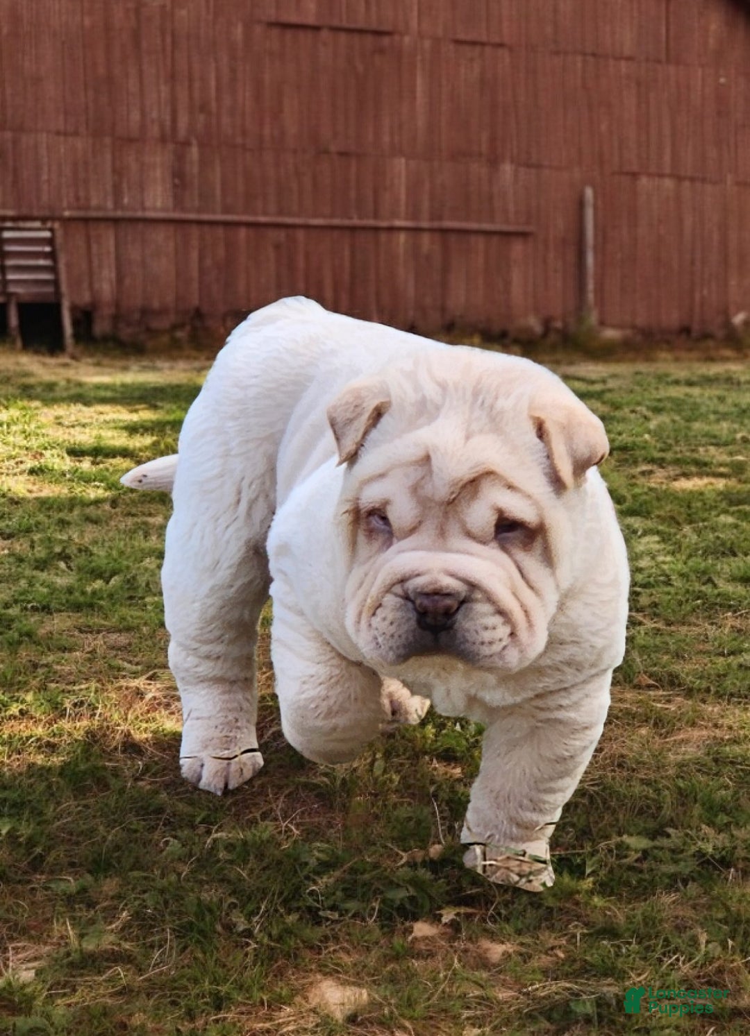 Shar Pei dogs for sale: Flurries mini  - Ad 7
