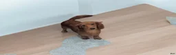 Miniature Dachshund dogs for sale: Bear - Ad 6