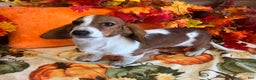 Dachshund dogs for sale: Zinger - Ad 1