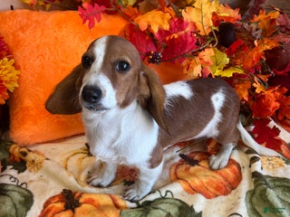 Dachshund dogs Zinger - Ad 4