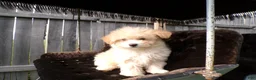 Shihpoo dogs for sale: Parker - Ad 5