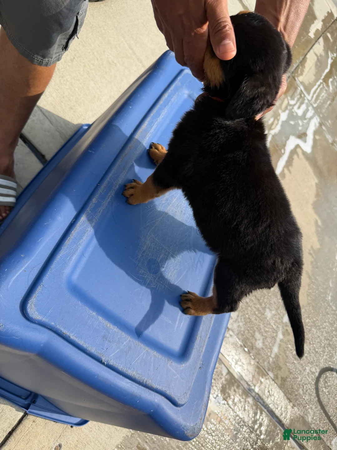 Rottweiler dogs for sale: Rottweiler 1 - Ad 2