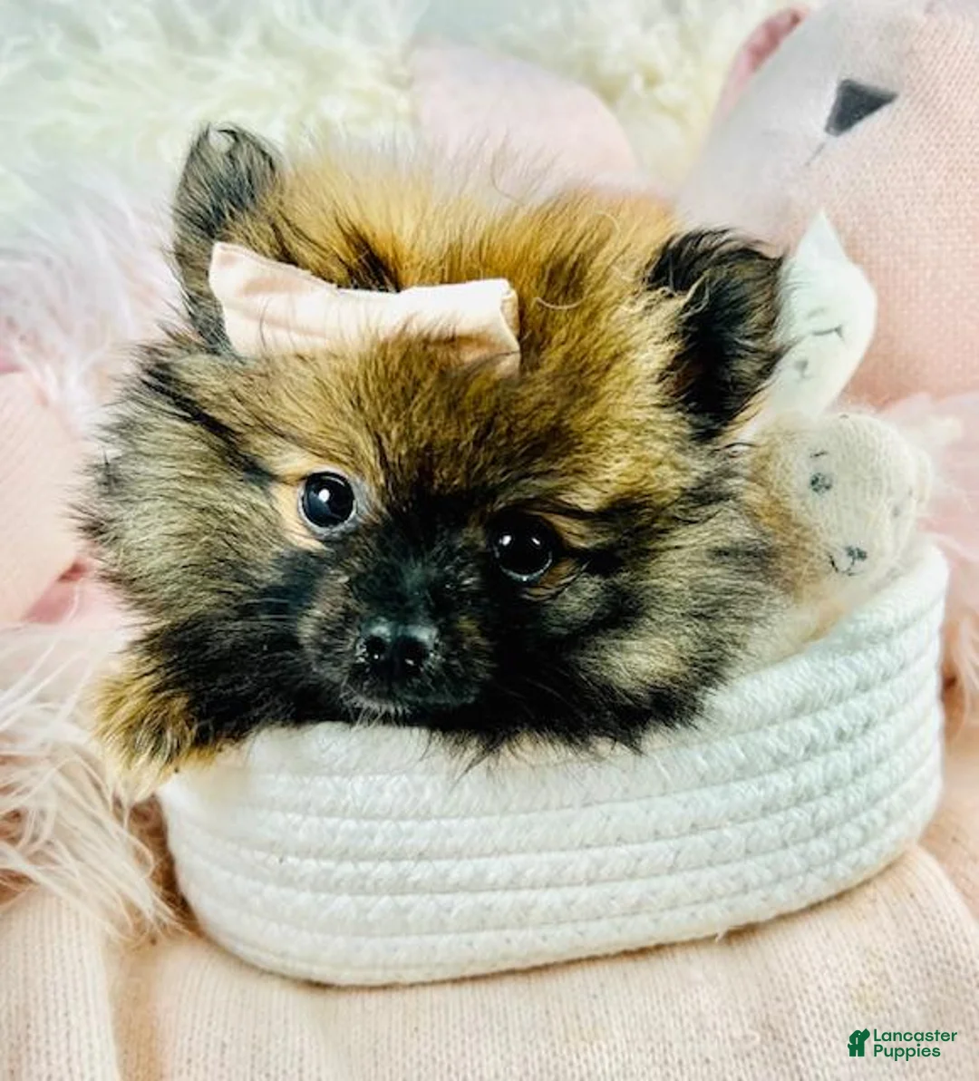 Pomeranian dogs for sale: Pomeranian Puppy 1 - Ad 3