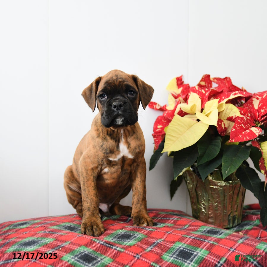 Boxer dogs Buster - Ad 21